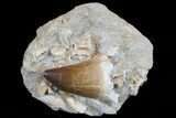 Mosasaur Tooth With Fossil Shark Tooth & Vertebrae #77979-3